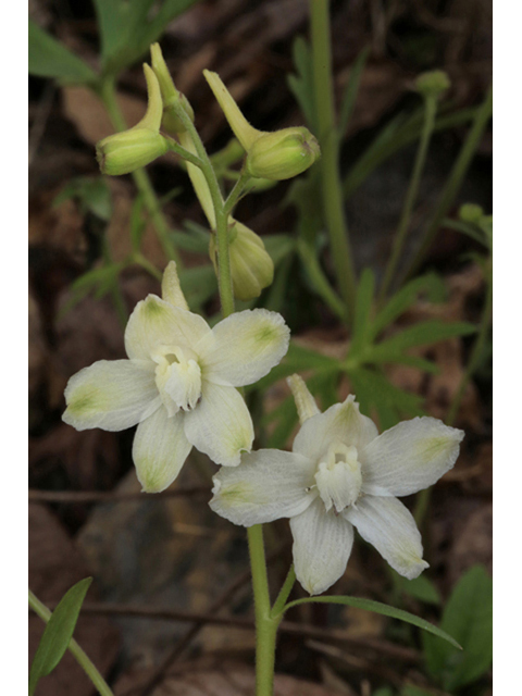 Delphinium tricorne (Dwarf larkspur) #44186