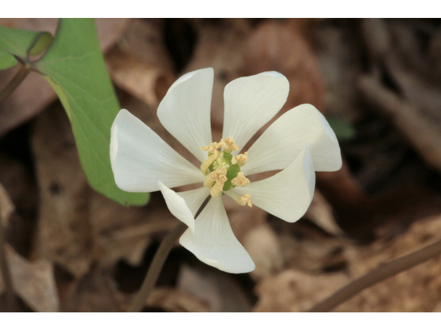 Jeffersonia diphylla (Twinleaf) #44196