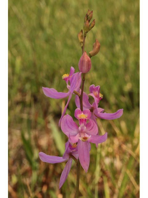 Calopogon pallidus (Pale grass-pink) #44203