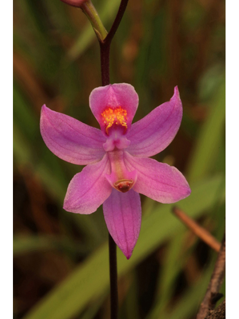 Calopogon barbatus (Bearded grasspink) #44204