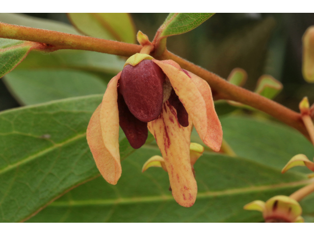 Asimina tetramera (Four-petal pawpaw) #44207