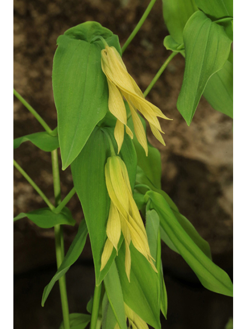 Uvularia grandiflora (Largeflower bellwort) #44212