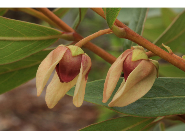 Asimina tetramera (Four-petal pawpaw) #44214