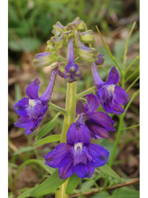 Delphinium tricorne (Dwarf larkspur) #44219