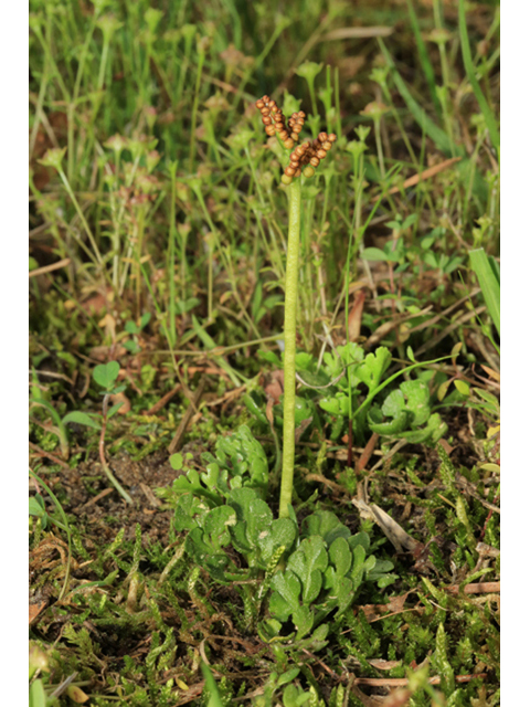 Botrychium lunarioides (Winter grapefern) #44227