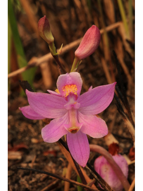 Calopogon barbatus (Bearded grasspink) #44243