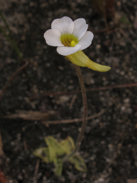 Pinguicula pumila (Small butterwort) #44246