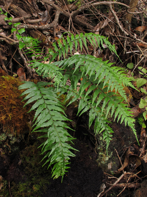 Asplenium contiguum var. contiguum (Forest spleenwort) #44408