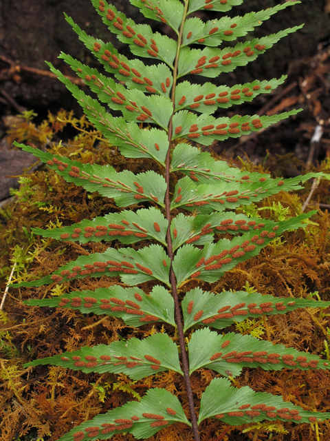 Asplenium contiguum var. contiguum (Forest spleenwort) #44409