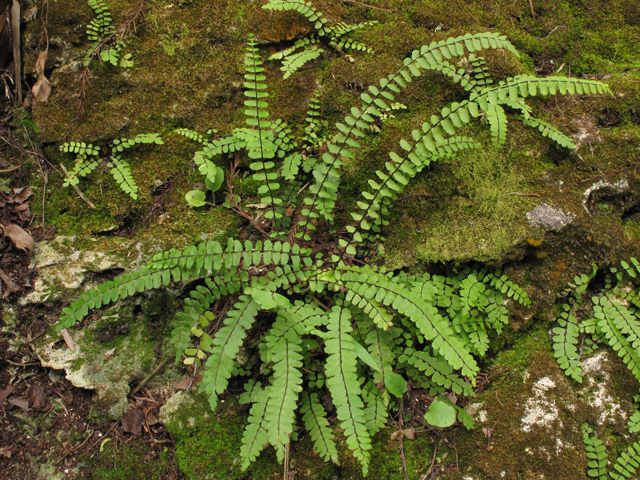 Asplenium heterochroum (Bicolored spleenwort) #44421