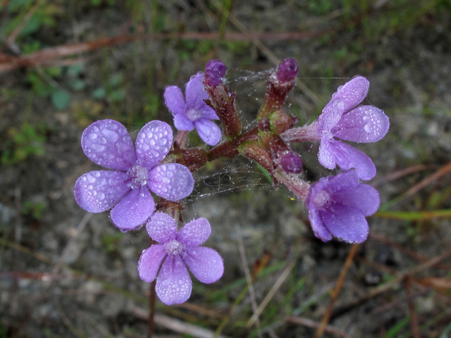 Buchnera americana (American bluehearts) #44431