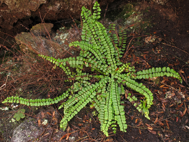 Asplenium trichomanes ssp. densum (Dense spleenwort) #44445