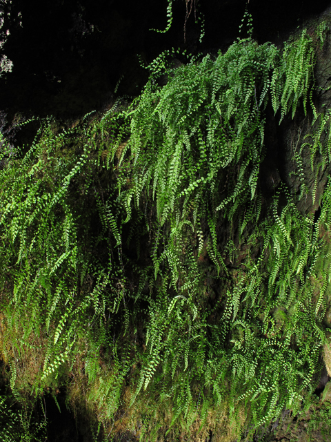 Asplenium rhomboideum (Diamond spleenwort) #44452