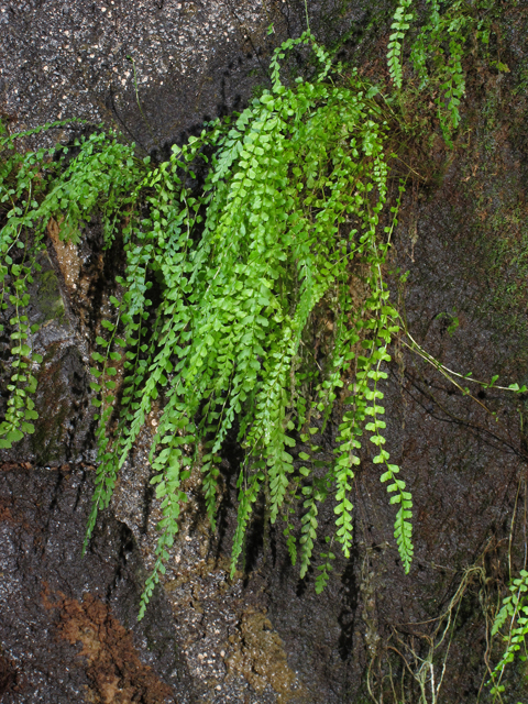 Asplenium rhomboideum (Diamond spleenwort) #44454