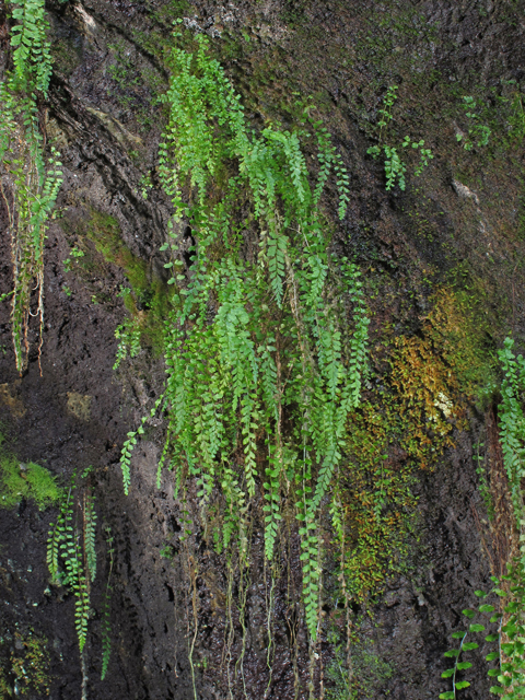 Asplenium rhomboideum (Diamond spleenwort) #44455