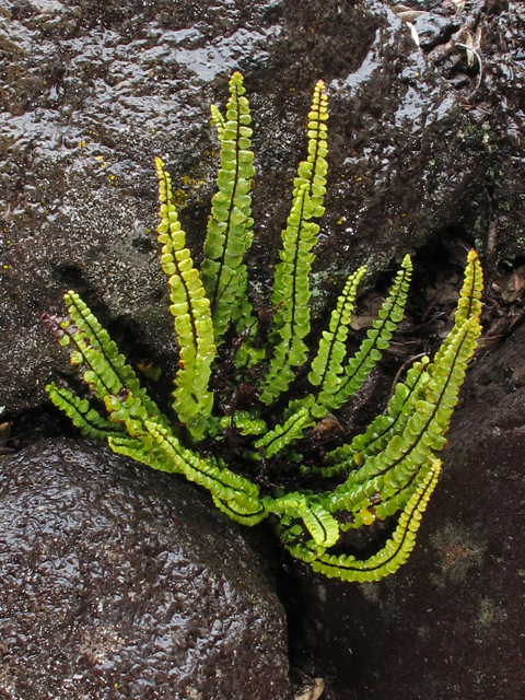 Asplenium trichomanes ssp. densum (Dense spleenwort) #44473