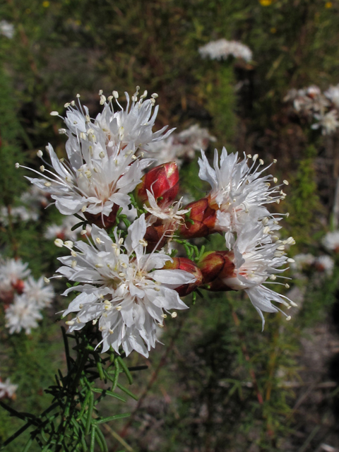 Dalea pinnata (Summer farewell) #44491