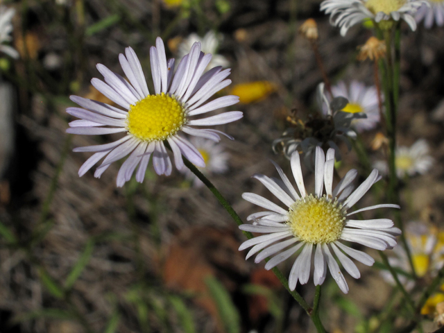 Erigeron strigosus (Prairie fleabane) #44494