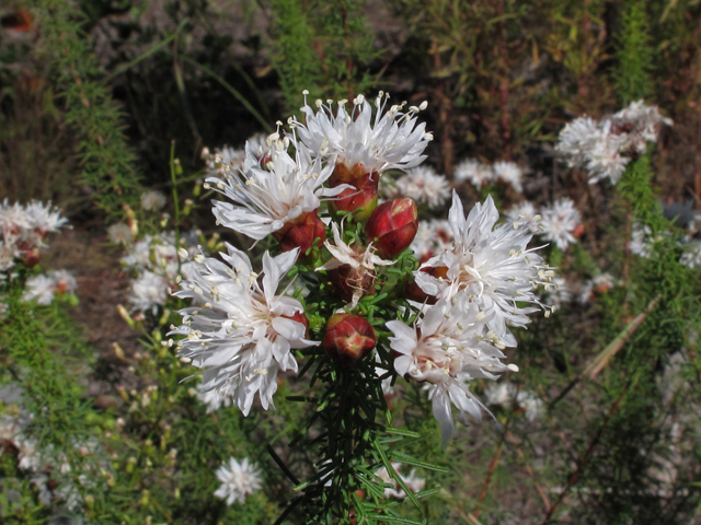 Dalea pinnata (Summer farewell) #44497