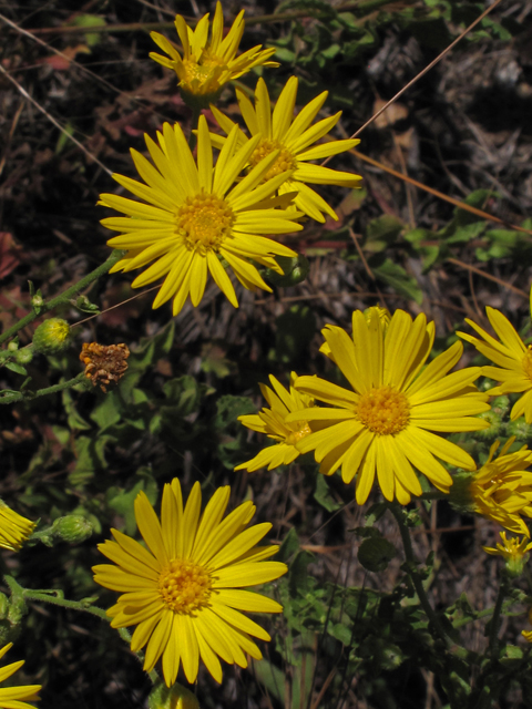 Heterotheca subaxillaris (Camphorweed) #44498