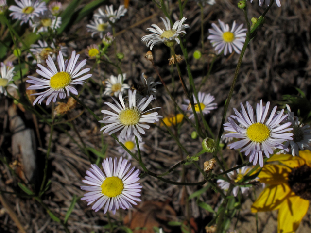 Erigeron strigosus (Prairie fleabane) #44499