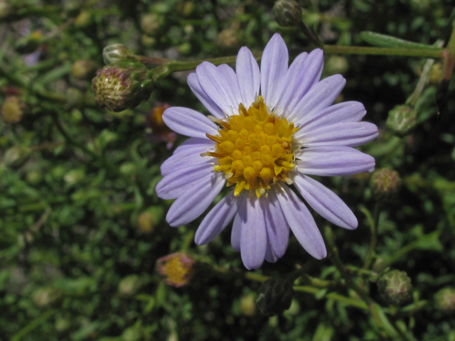 Symphyotrichum dumosum (Rice button aster) #44502