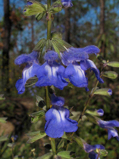 Salvia azurea (Pitcher sage) #44510