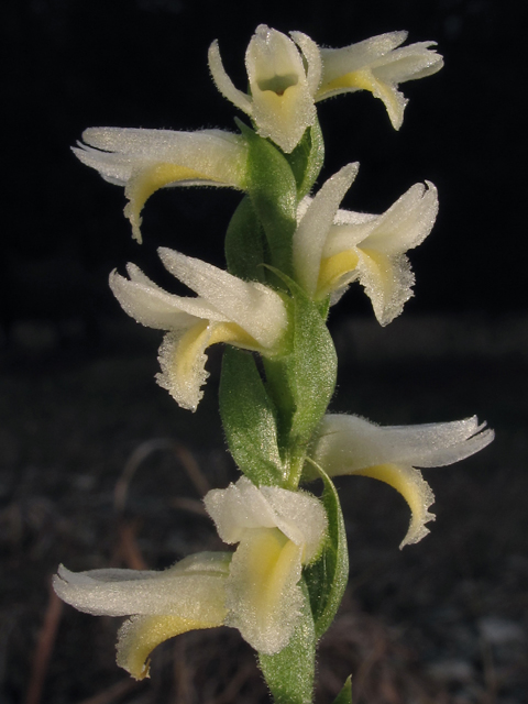 Spiranthes magnicamporum (Great plains ladies'-tresses) #44532