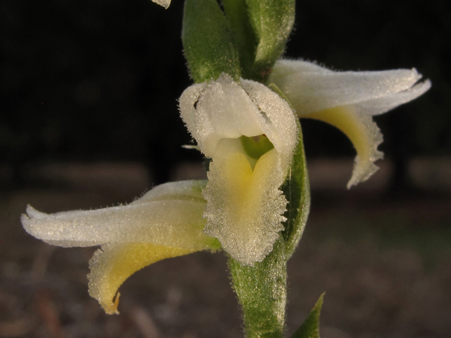 Spiranthes magnicamporum (Great plains ladies'-tresses) #44533