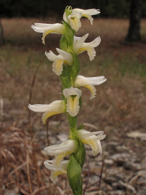 Spiranthes magnicamporum (Great plains ladies'-tresses) #44534