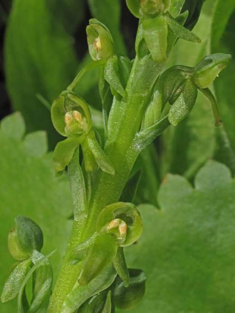 Platanthera hyperborea (Northern green orchid) #44564