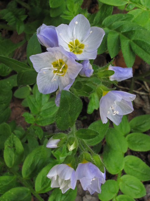 Polemonium pulcherrimum ssp. delicatum (Jacob's-ladder) #44576