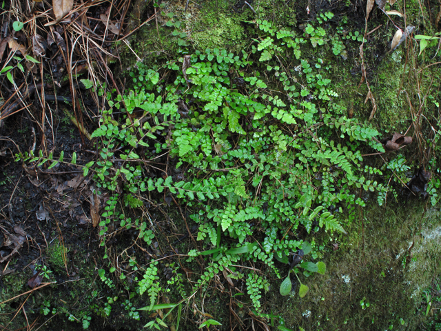 Thelypteris reptans var. reptans (Creeping maiden fern) #44589