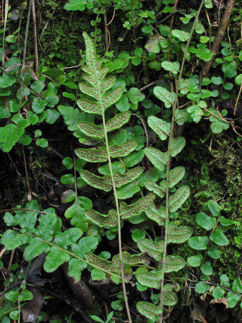 Thelypteris reptans var. reptans (Creeping maiden fern) #44590