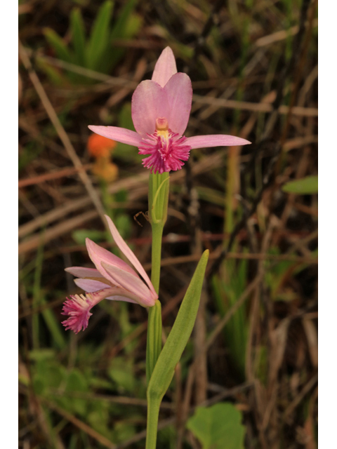 Pogonia ophioglossoides (Rose pogonia) #44677