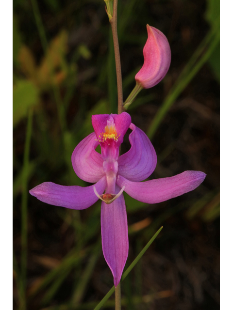 Calopogon pallidus (Pale grass-pink) #44689