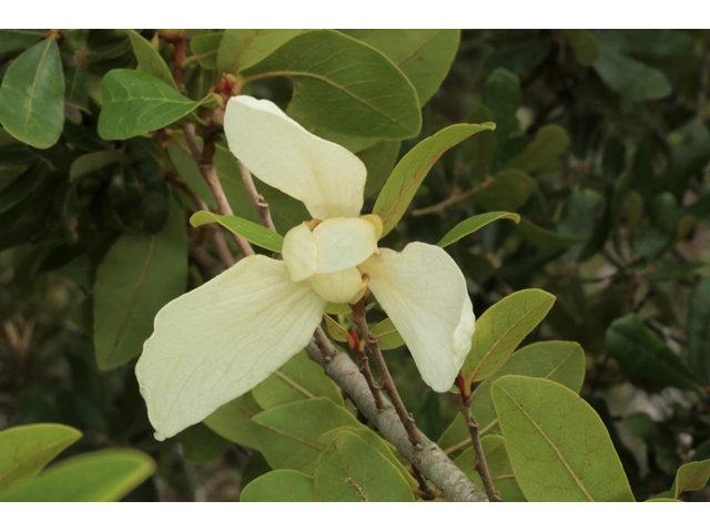 Asimina obovata (Bigflower pawpaw) #44704