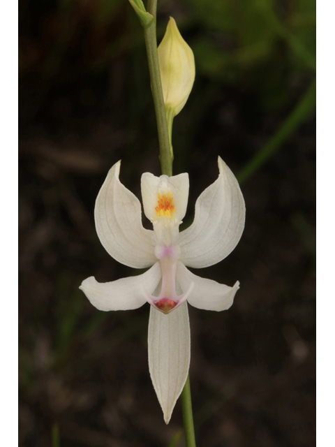 Calopogon pallidus (Pale grass-pink) #44721