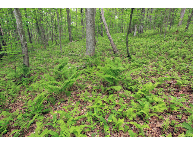 Thelypteris noveboracensis (New york fern) #44736