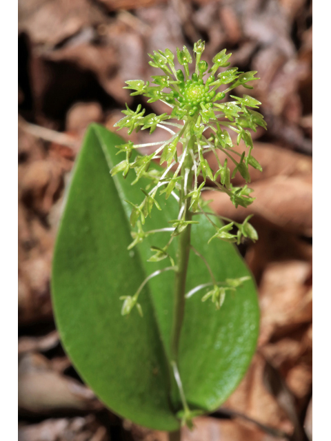 Malaxis unifolia (Green adder's-mouth orchid) #44752