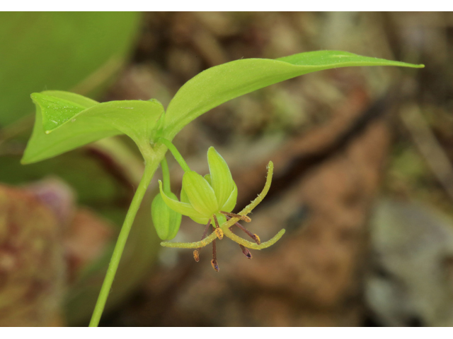 Medeola virginiana (Indian cucumber) #44759