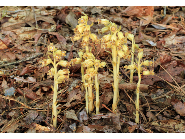 Monotropa hypopitys (Pinesap) #44763