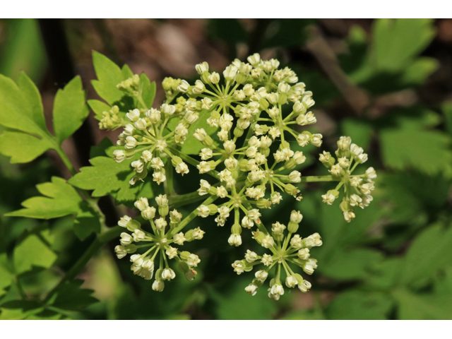 Thaspium barbinode (Hairy-jointed meadowparsnip) #44766