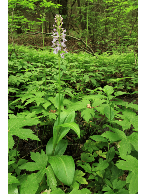 Platanthera psycodes (Lesser purple fringed orchid) #44769