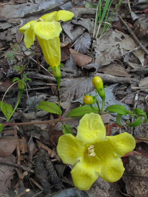 Aureolaria patula (Spreading yellow false foxglove) #44779