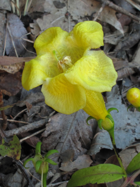 Aureolaria patula (Spreading yellow false foxglove) #44781