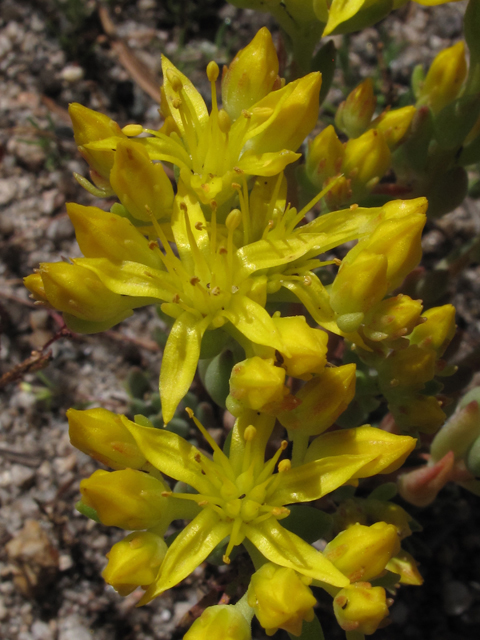 Sedum lanceolatum (Spearleaf stonecrop) #44789