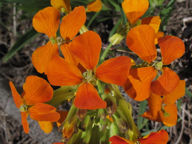 Erysimum capitatum (Sand-dune wallflower) #44790