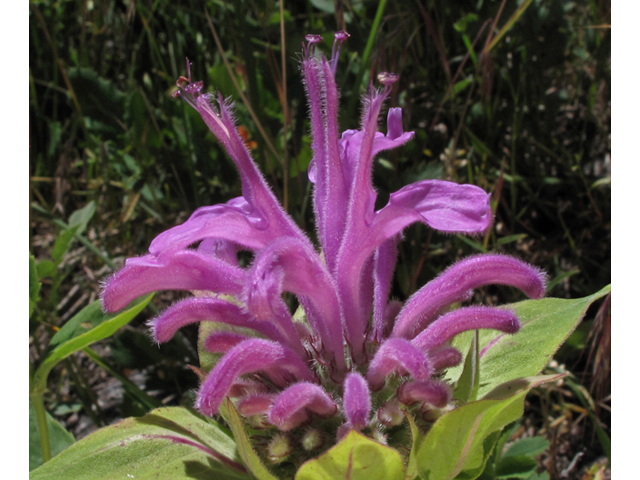 Monarda fistulosa var. menthifolia (Mintleaf bergamot) #44811