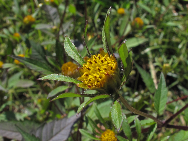 Bidens frondosa (Devil's beggartick) #44843